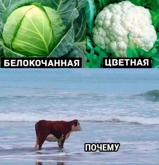 Смешные скрины из соцсетей #93