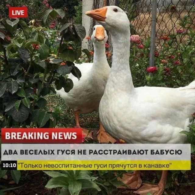 Смешные скрины из соцсетей #93