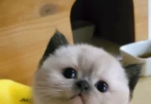 Во! Приколы!