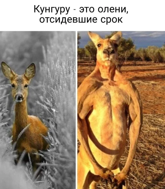 Нестандартный юмор #464