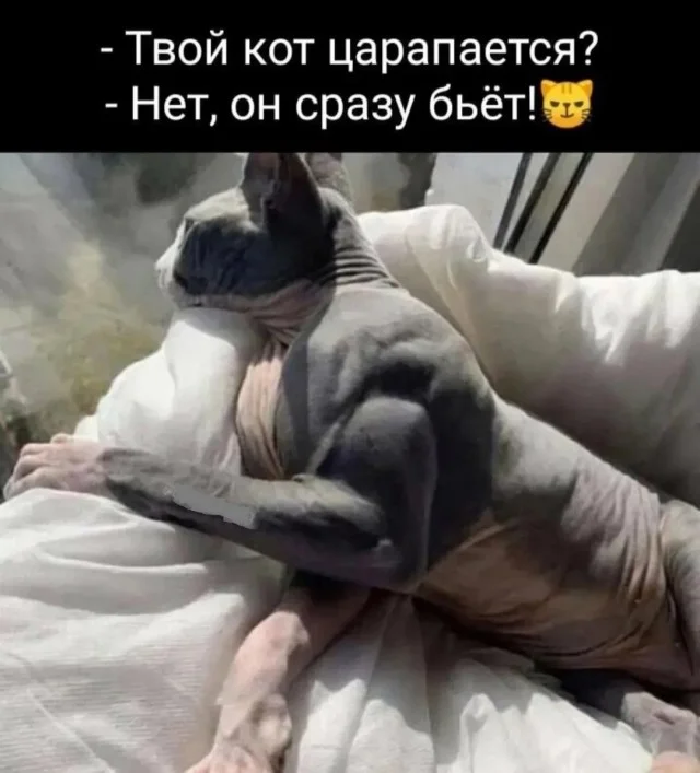 Мемные мемы