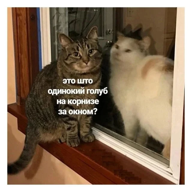 Смешные скрины из соцсетей #109 Смешные скрины из соцсетей #109