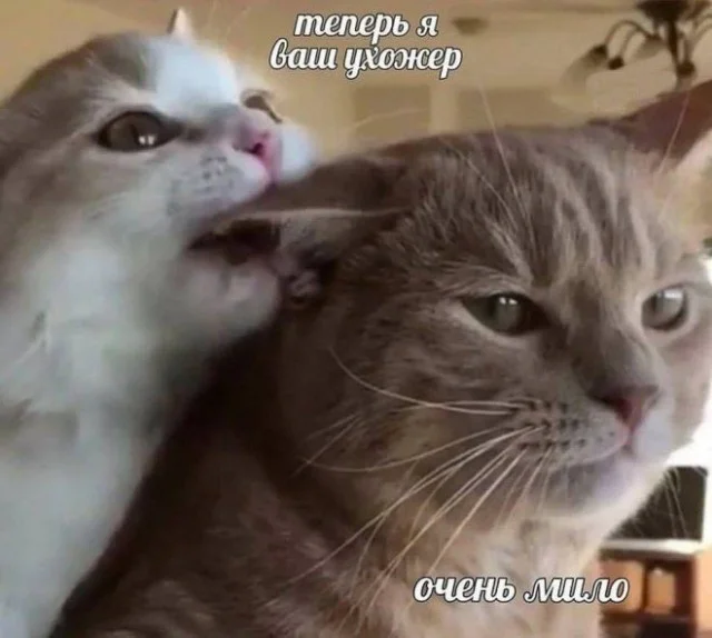 Деградируем с мемами