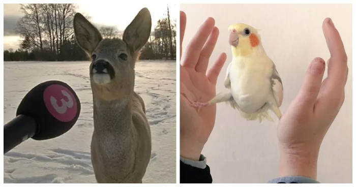 Фото вне здравого смысла: 20 примеров абсурда