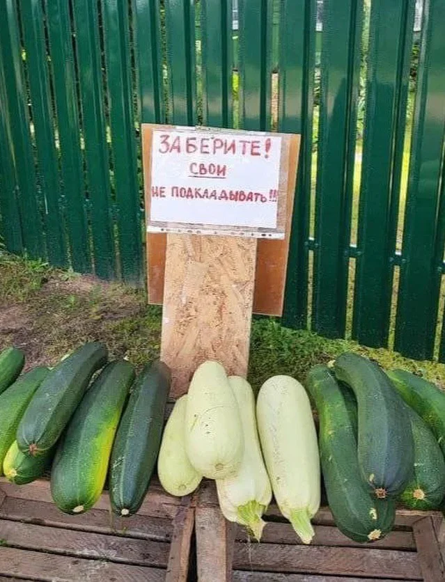 Кабачки из рук в руки