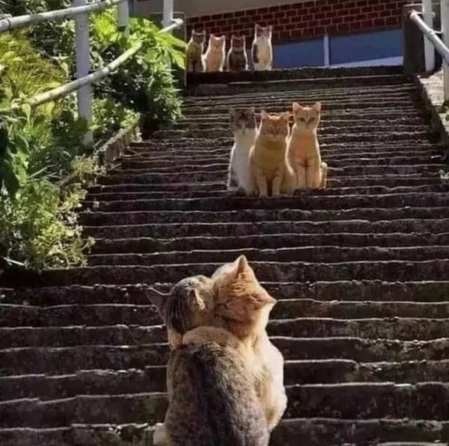 Мемная деградация