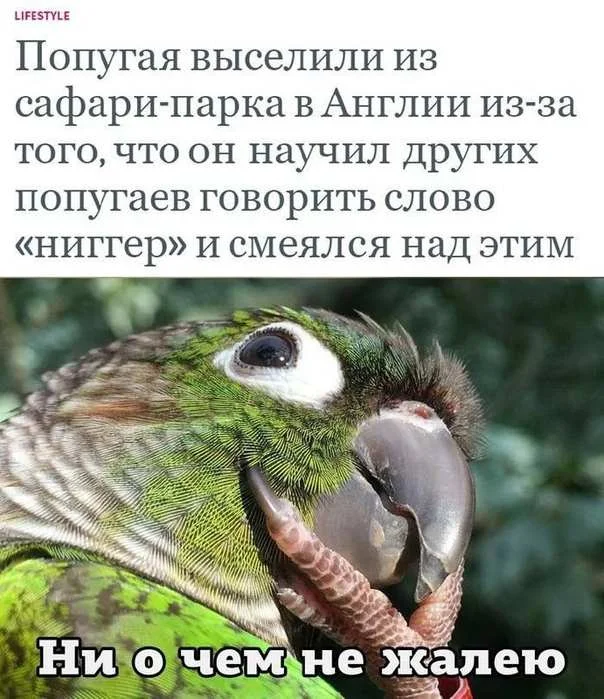 Деградация в мемах