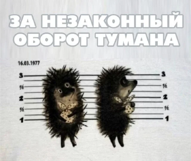 Классные приколы: свежо и смешно #4