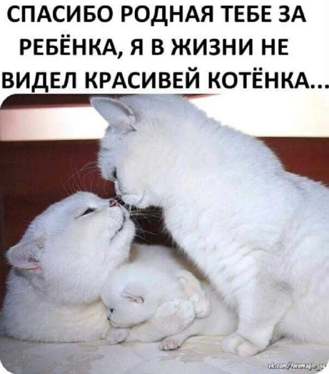 Классные приколы: свежо и смешно #1