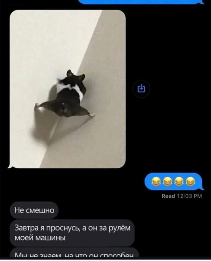 Хомяк-вдохновение: как быстро уйти от проблем Хомяк-вдохновение: как быстро уйти от проблем