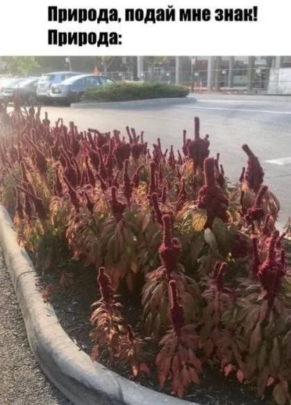 Держите баяны