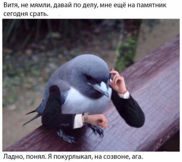 Смешные скрины из соцсетей #110