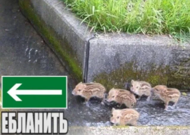 Тупость в картинках