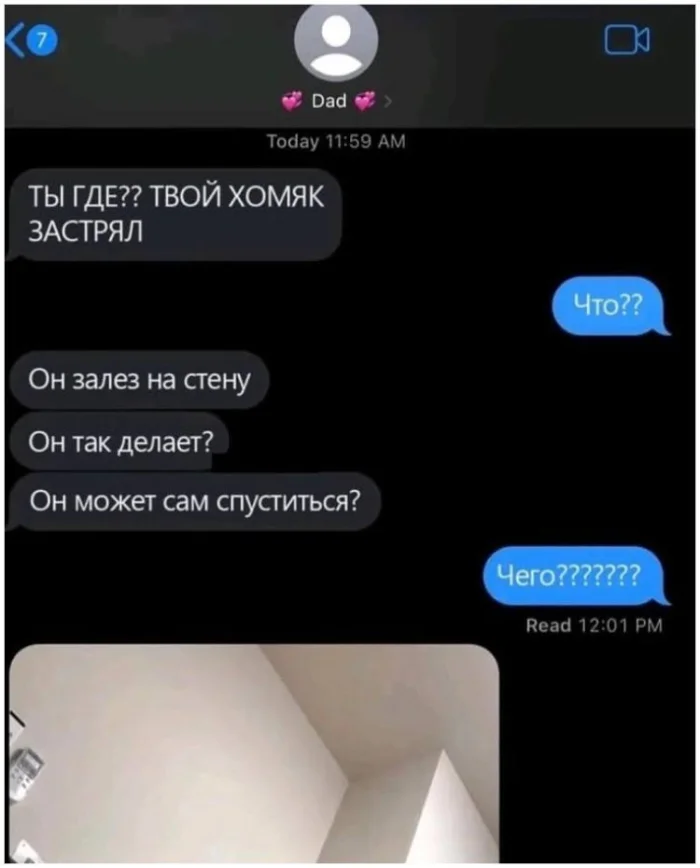 Хомяк-вдохновение: как быстро уйти от проблем Хомяк-вдохновение: как быстро уйти от проблем