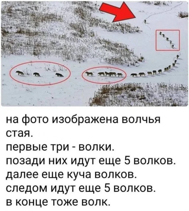 Мемы из дурки