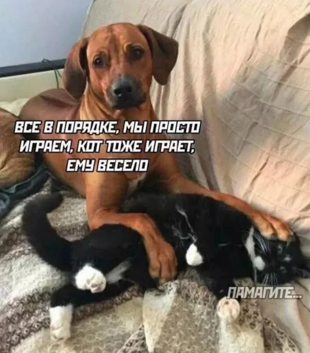 Мемные деградашки