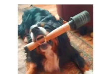 Игра слов – каламбуры, словесный юмор и прикольные картинки #115