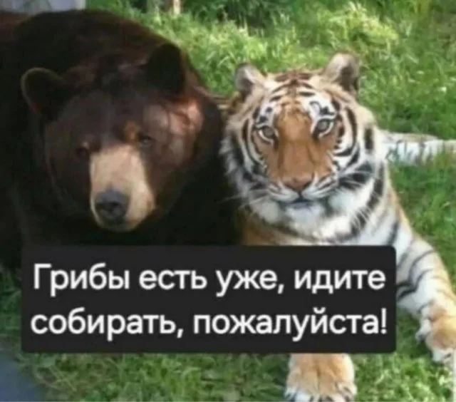 Подборка веселых и свежих мемов