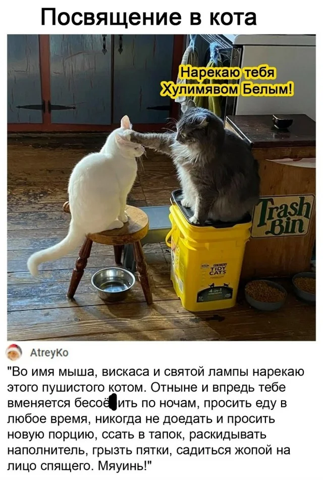 Свежо и хорошо: Приколы