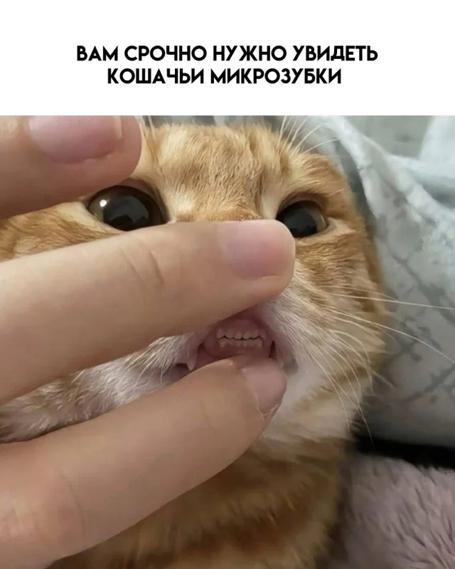 Мемные мемы