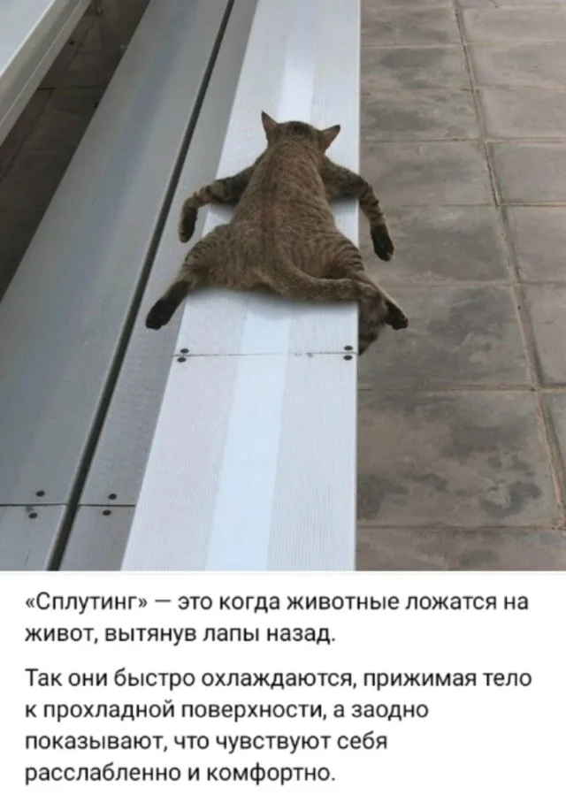 Чо, не смешно?! Смешно!