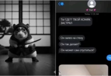 Хомяк-вдохновение: как быстро уйти от проблем