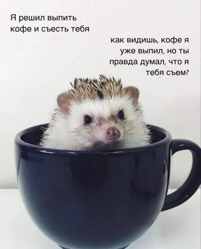 Смешные скрины из соцсетей #102