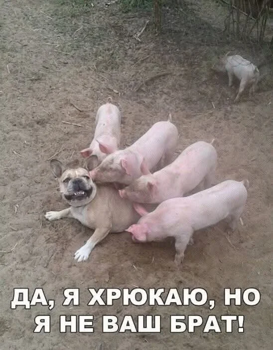 Отличные мемы