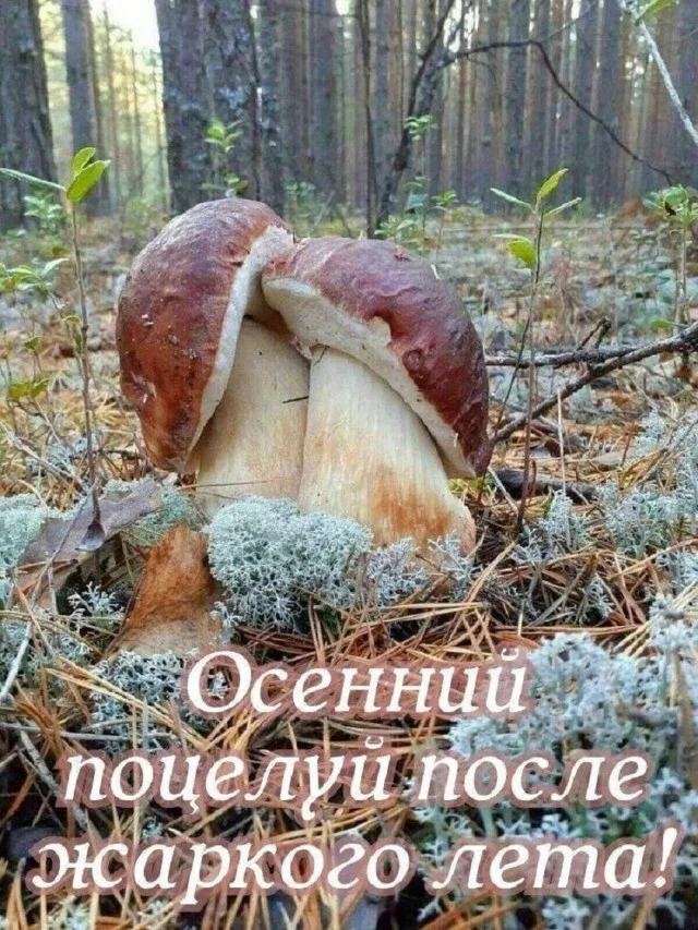 Классные приколы: свежо и смешно #4