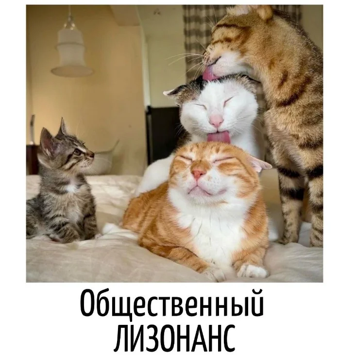 Игра слов – каламбуры, словесный юмор и прикольные картинки #116 Игра слов – каламбуры, словесный юмор и прикольные картинки #116