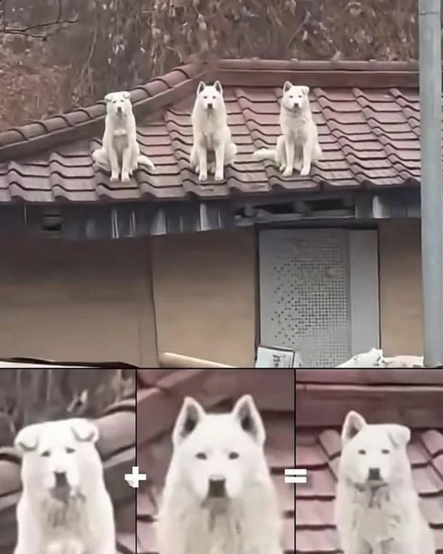 Чо, не смешно?! Смешно!