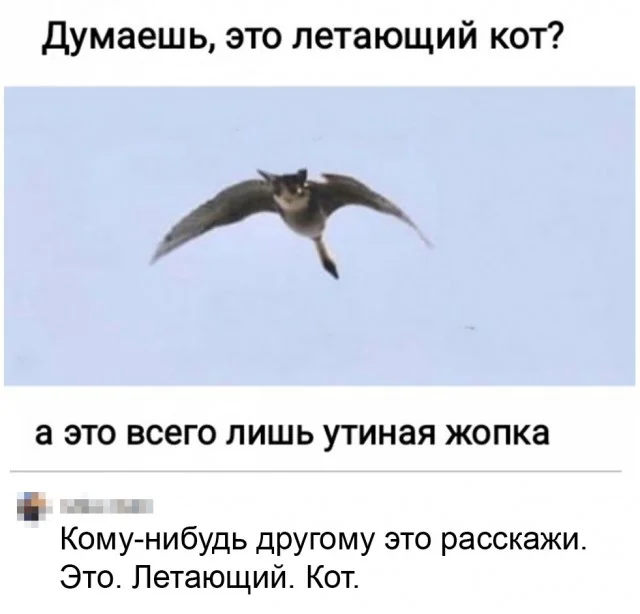 Мемы в ленту