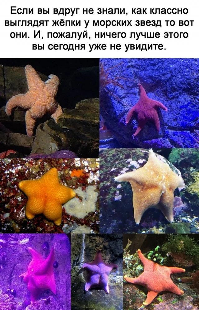 Классные приколы: свежо и смешно #1