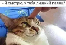 Мемные баяны