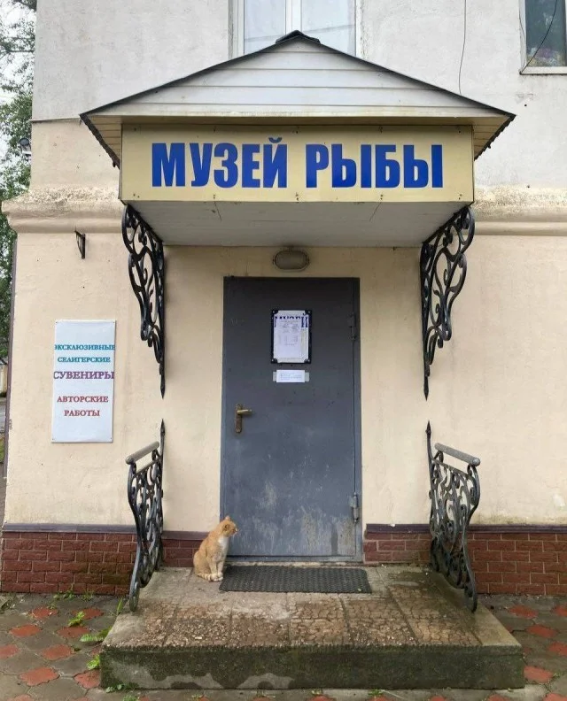 Держите баяны