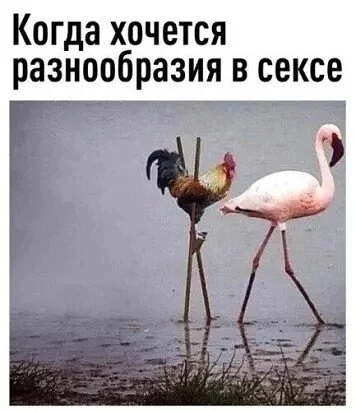 Нестандартный юмор #477