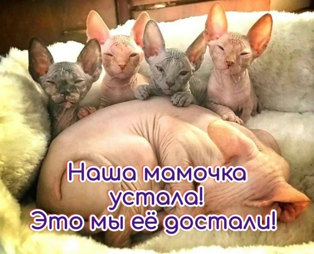 Подборка веселых и свежих мемов