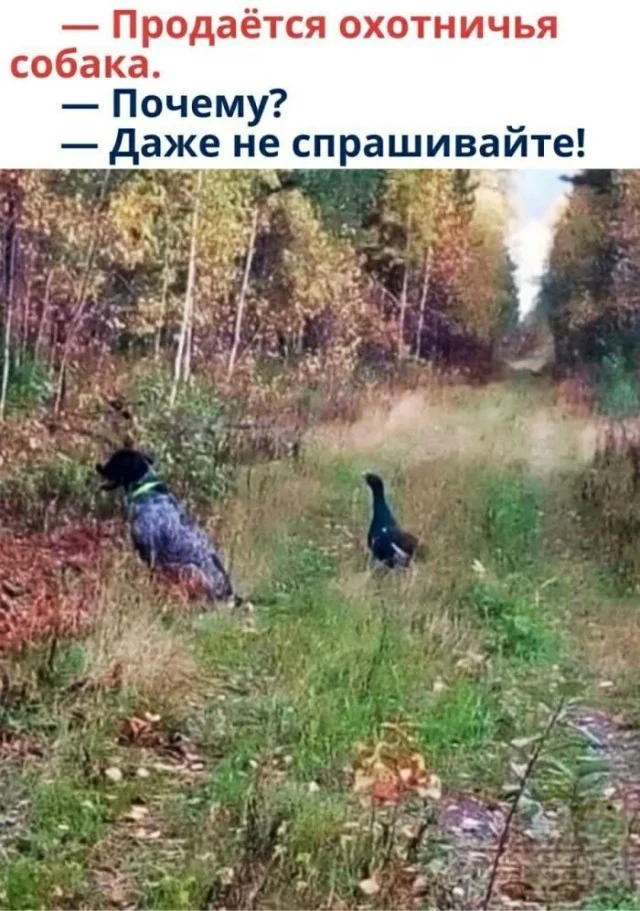 Деградационные приколы