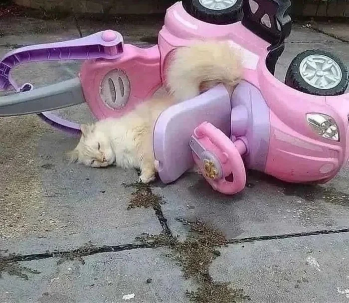 Фото вне здравого смысла: 20 примеров абсурда