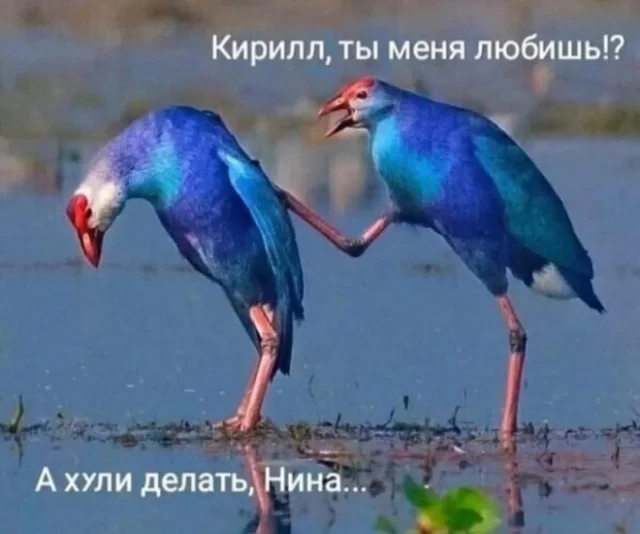 Деградируем с мемами