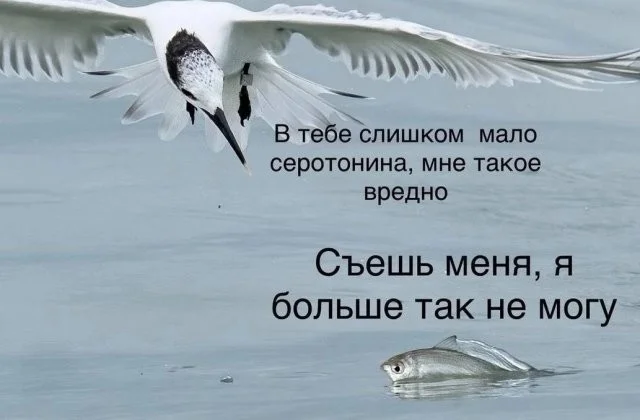 Смешные скрины из соцсетей #109 Смешные скрины из соцсетей #109