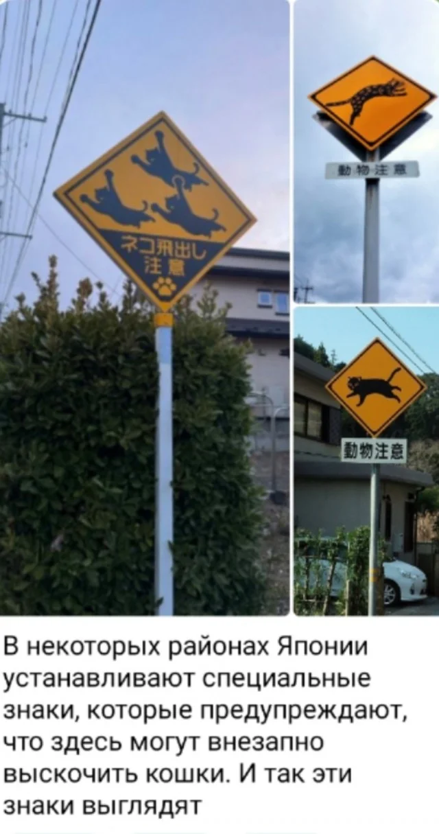 Классные приколы: свежо и смешно #4