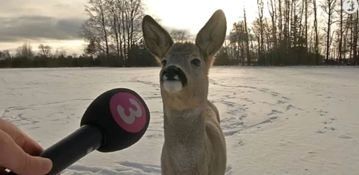 Фото вне здравого смысла: 20 примеров абсурда