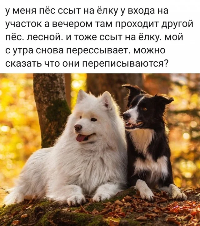 Мемные мемы