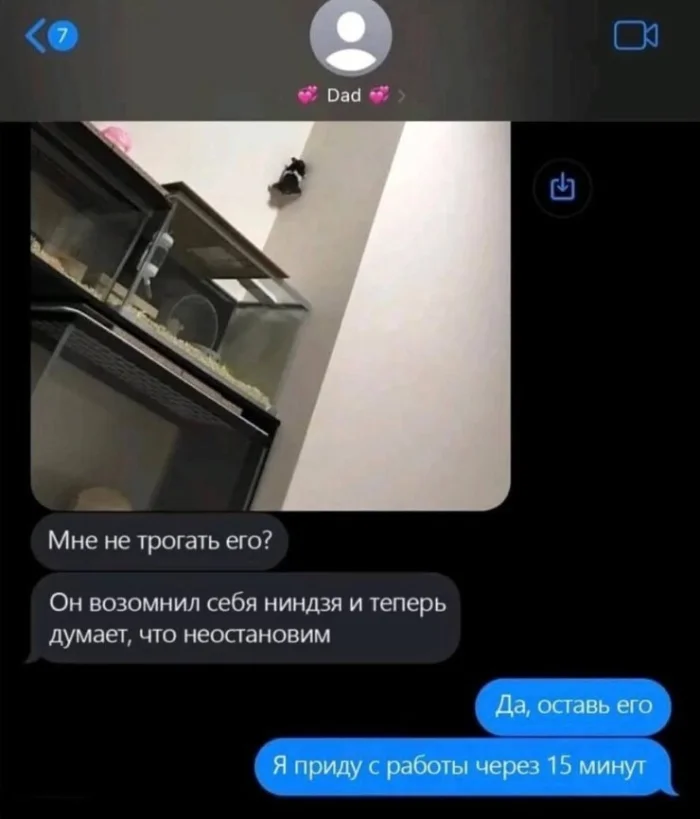 Хомяк-вдохновение: как быстро уйти от проблем Хомяк-вдохновение: как быстро уйти от проблем