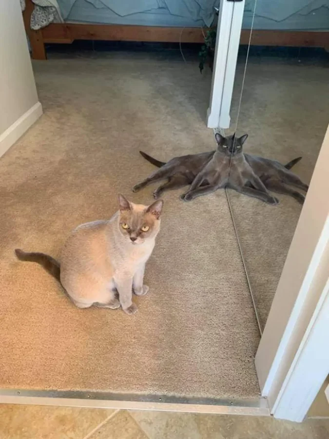 Фото вне здравого смысла: 20 примеров абсурда