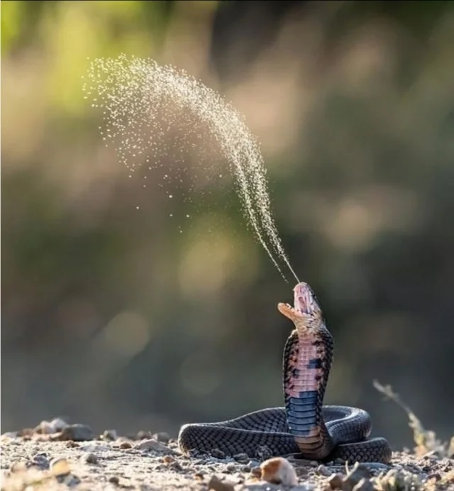 Чо, не смешно?! Смешно!