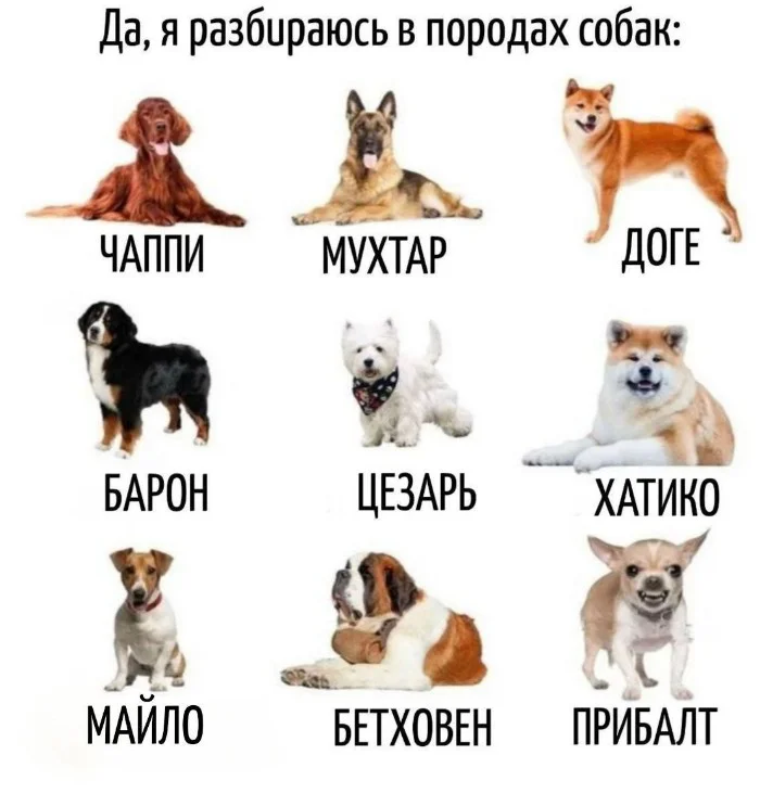 Игра слов – каламбуры, словесный юмор и прикольные картинки #112 Игра слов – каламбуры, словесный юмор и прикольные картинки #112