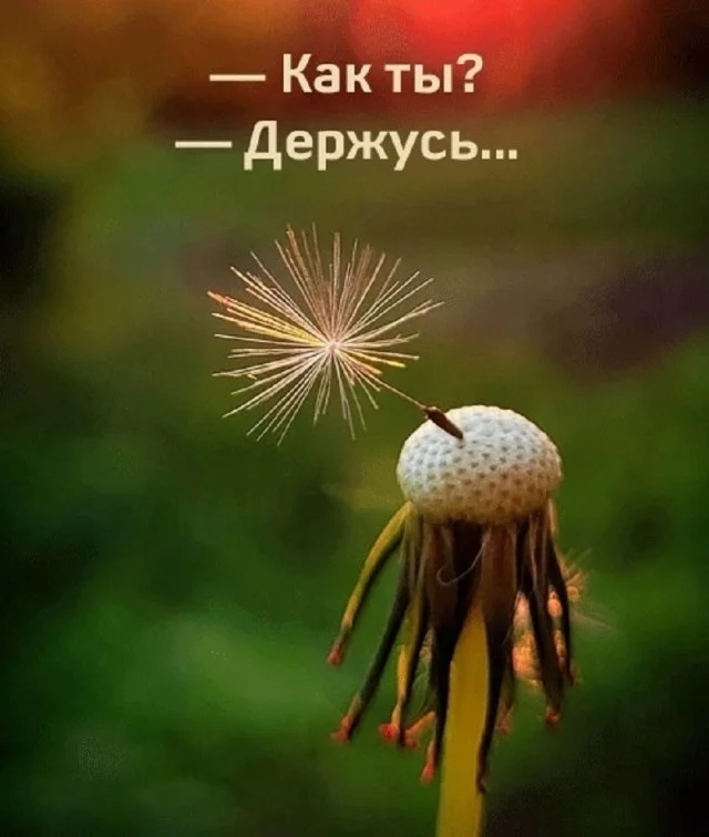 Мемы в ленту