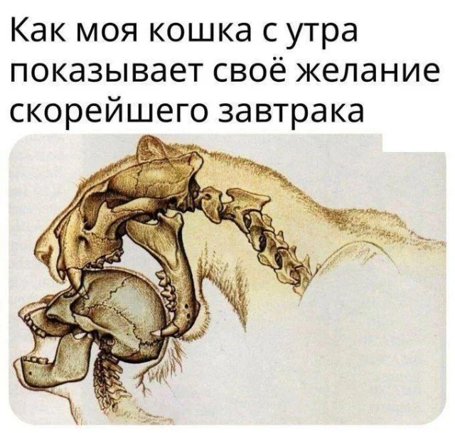 Тупость в картинках